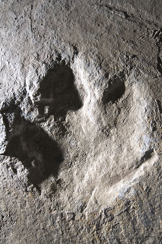 Fossilized Dinosaur Footprint