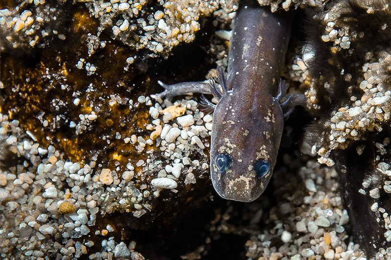 San Marcos Salamander