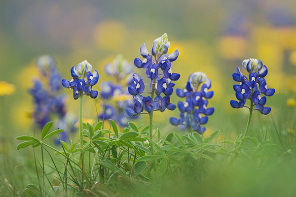 blue texas flowers