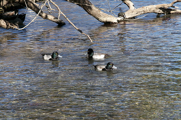 ducks swimmin gin the comal river