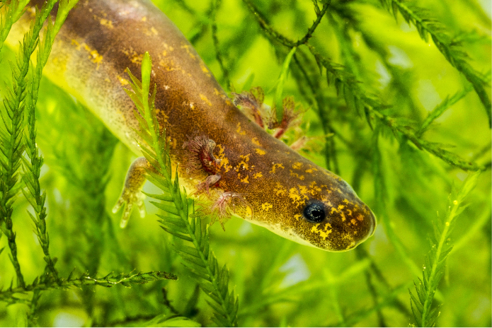 water snake