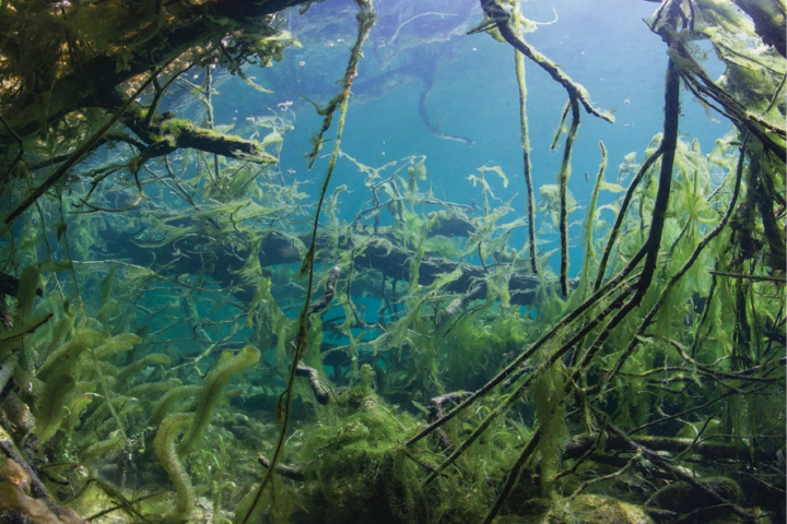 moss underwater
