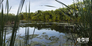 Artesian Zone