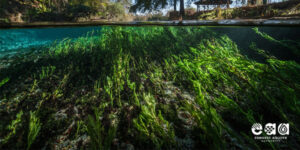 Picture of an underwater spring