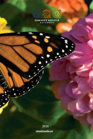 Picture of a butterfly wing