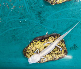 Safety for the endangered – San Marcos facility preserves creatures in case their habitats fade away