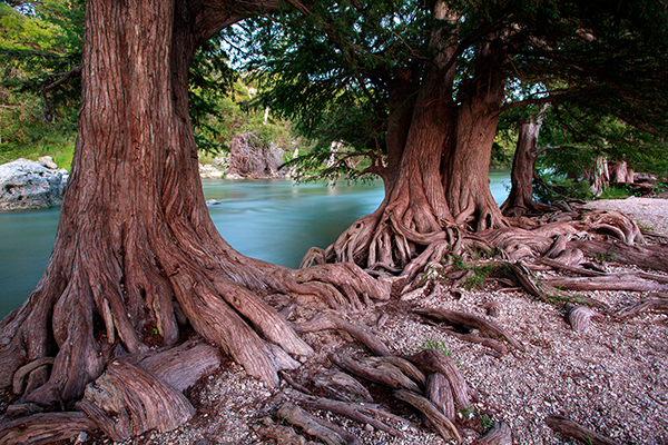 large rooted trees along a river