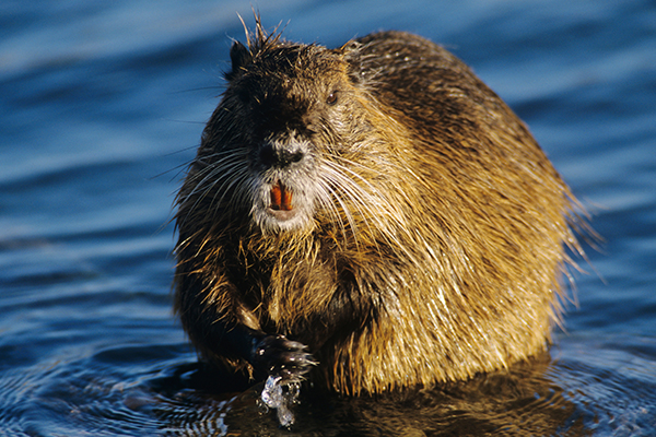 river beaver
