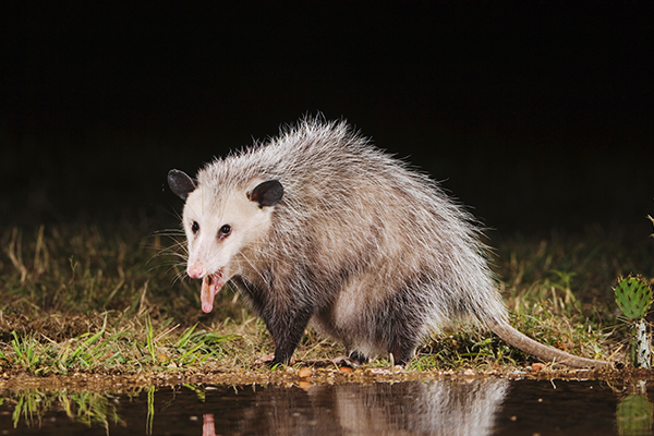 possum drinking from the aquifer