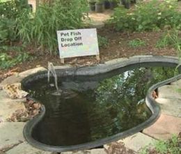 Pond for unwanted pet fish built to protect San Marcos River