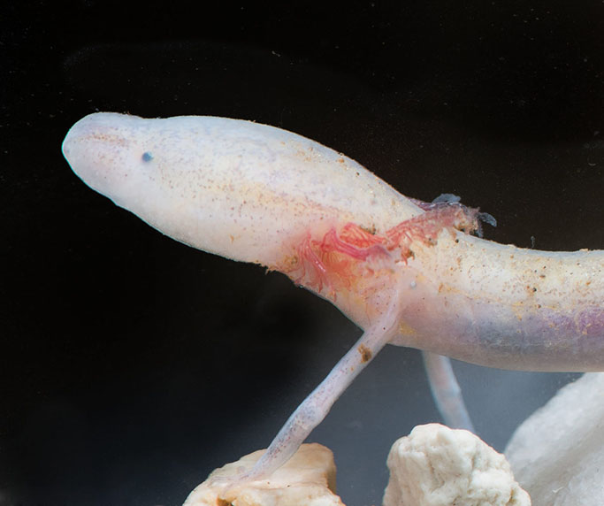 Hill Country Caves Reveal Secrets to the Biology of Cave-Dwelling Animals