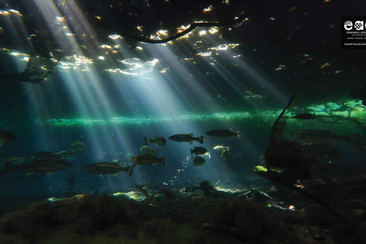 Underwater picture of Comal County