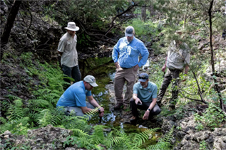 researches inspect ferns