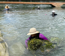Conservationists nearing end of bulk hydrilla removal from San Marcos River