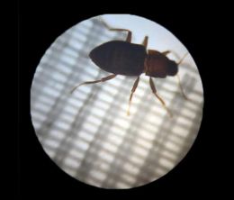 San Antonio Zoo celebrates birth of endangered beetle bred in laboratory