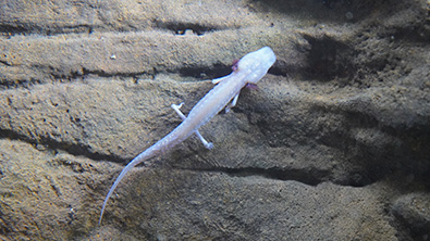 EAA EOC Only Place in San Antonio to View Endangered TX Bind Salamander