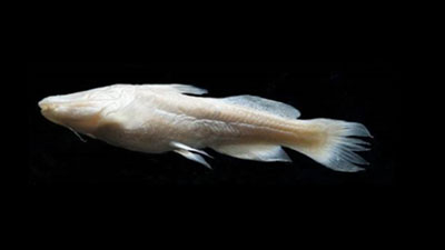 Does a fish named after Satan still exist in Texas aquifer? Believers are searching
