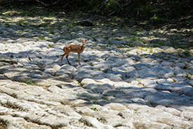 deer in dry riverbed searches for water