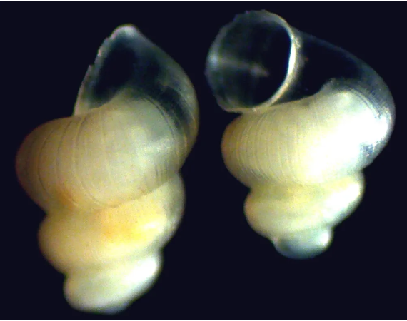 shells of aquatic species