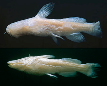 endangered fish