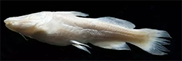 rare catfish added to endangered species