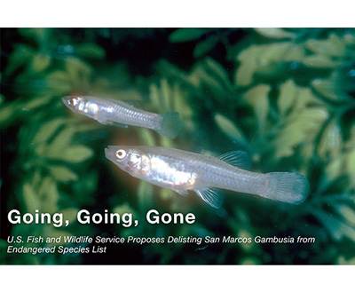Going, Going, Gone