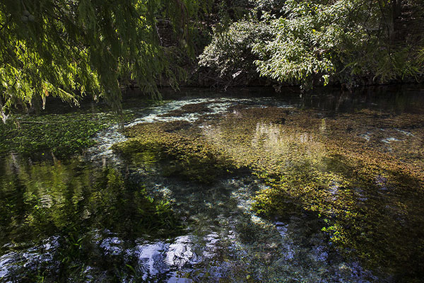 City makes strides to save fountain darter