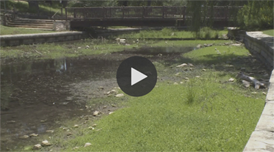 Comal springs