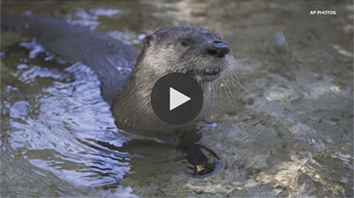 River otter in San Marcos river