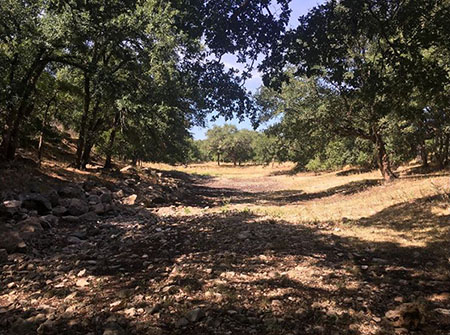 San Marcos wins grant for public forest over Edwards Aquifer