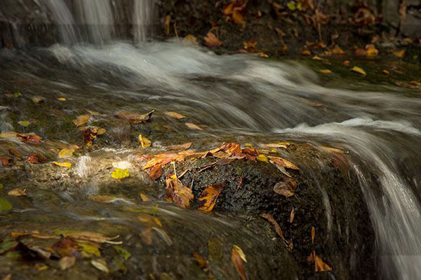 stream with fall leaves