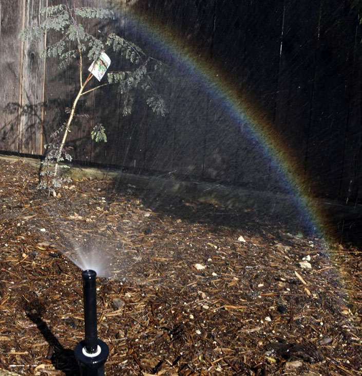 Will San Antonio avoid watering restrictions this year?