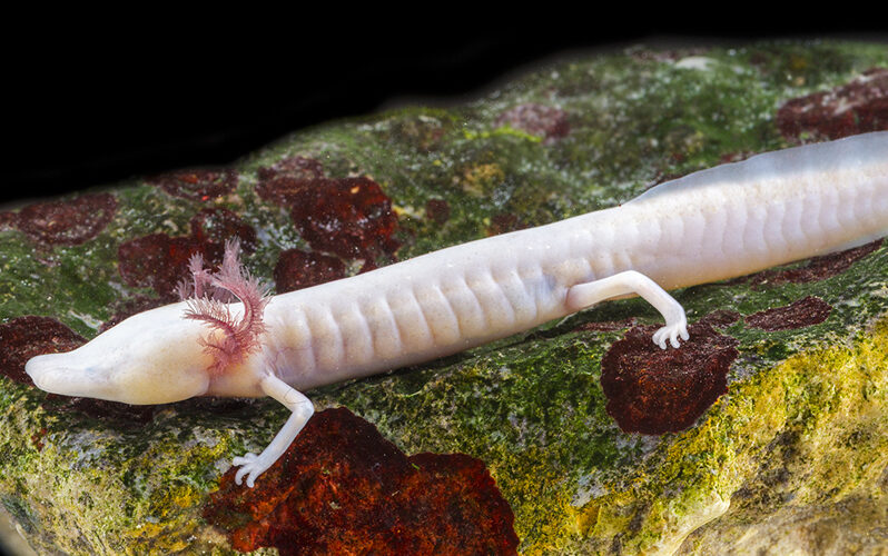 blind salamander in it's habitat