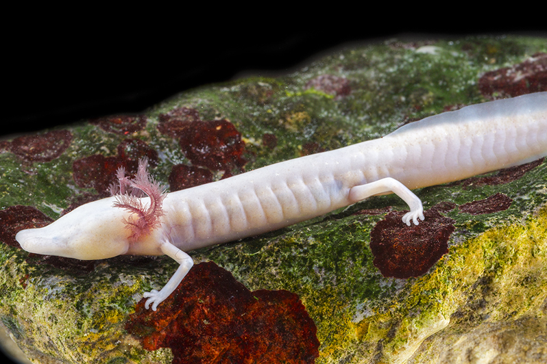 ¿Habías visto algo así? Mira la salamandra tejana sin ojos