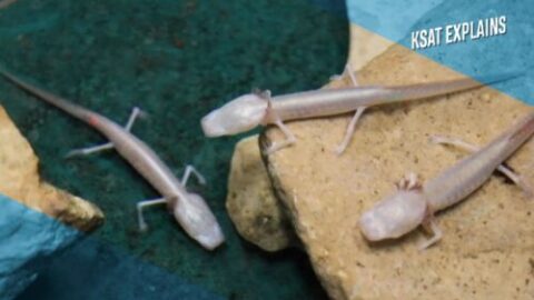 Texas Blind Salamanders part of Edwards Aquifer conservation efforts