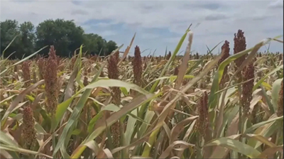 dry corn fields