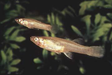 tiny extinct fish that used to live in San Marcos River