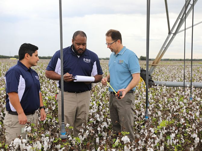 working on a pipe in a cotton field