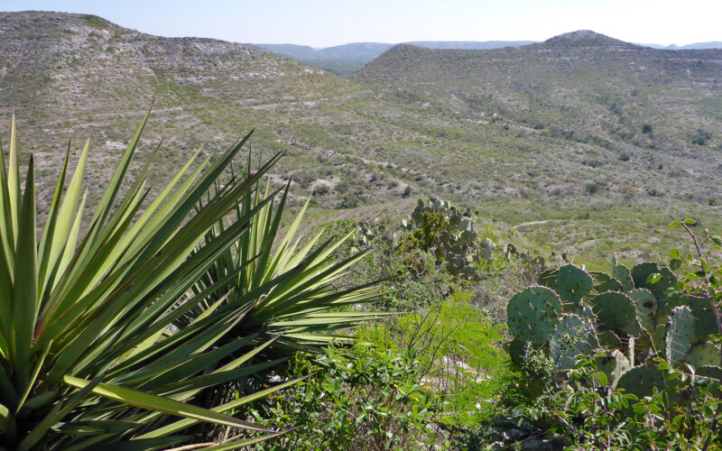 Desert plants in the mountains