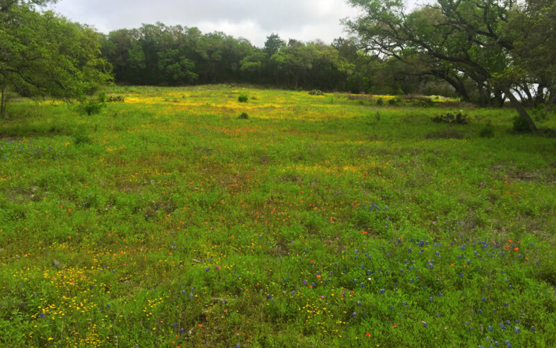 easement meadow in bloom
