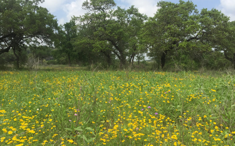 flowers at a field research park
