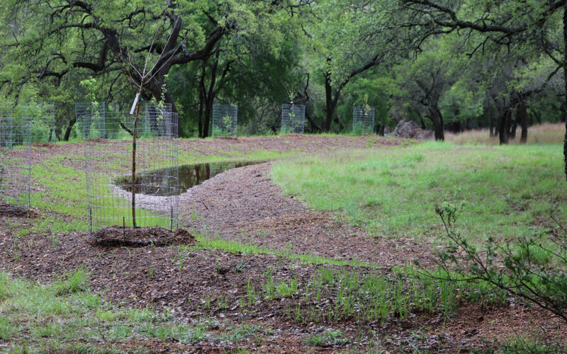 walking path at field research park Trees wrapped with cages to keep animals from eating them.