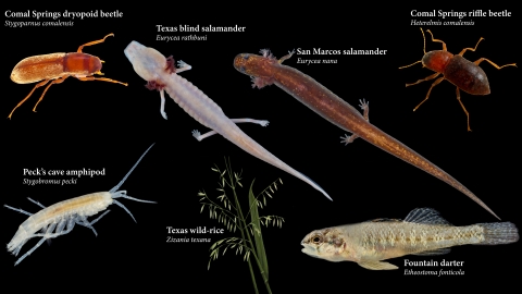 Edwards Aquifer Species