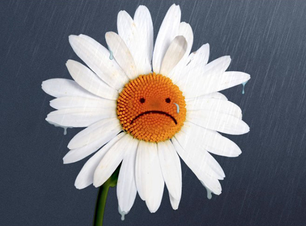 Image of a white dandelion with a sad face