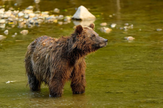 bear