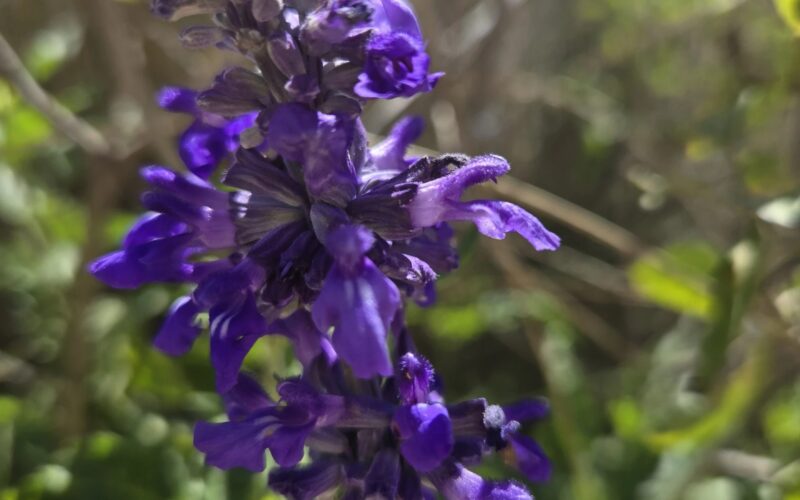 Blue Sage Plant