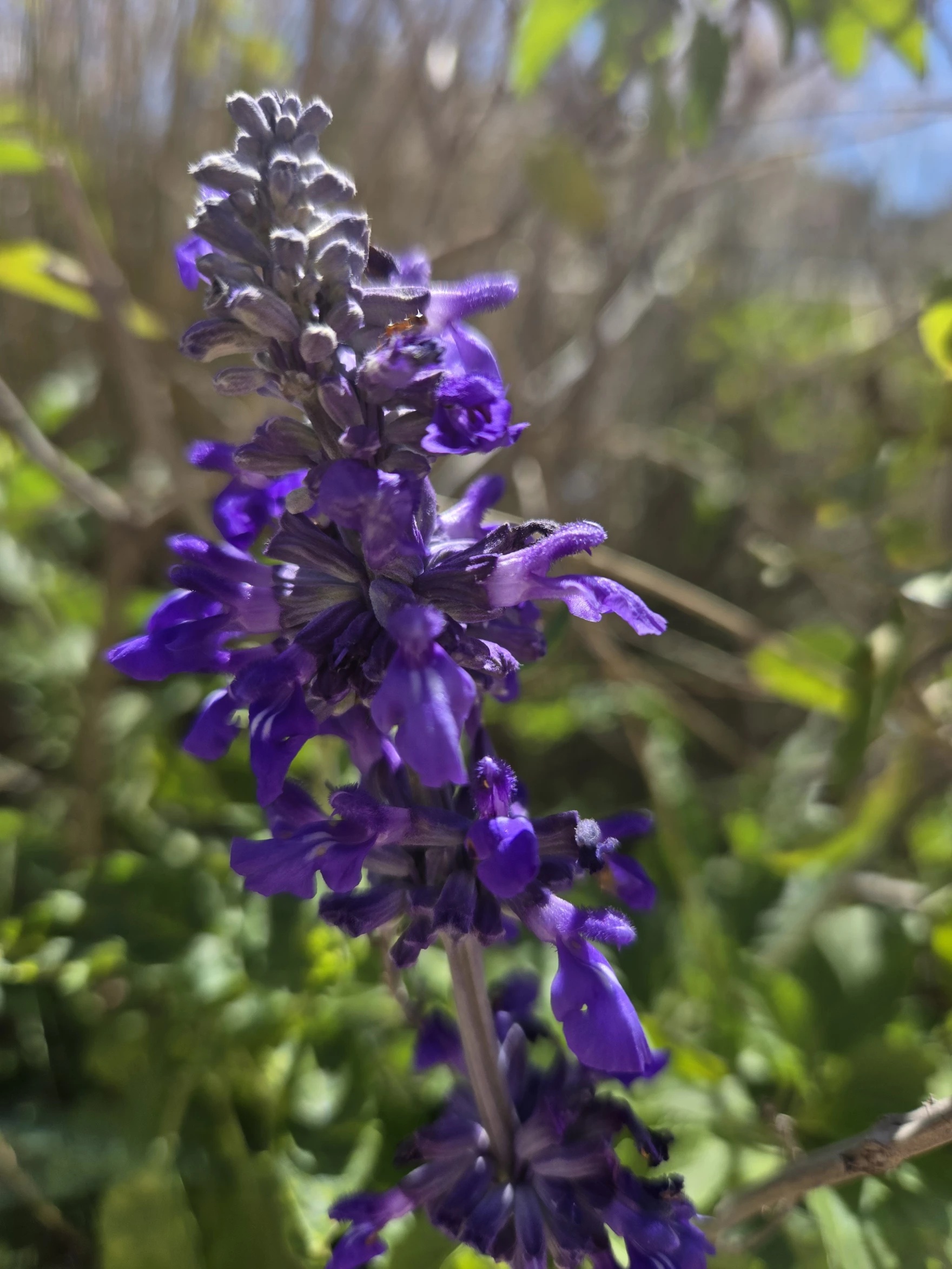 Spring arrives in desiccated San Antonio, but certain plants ensure season’s beauty can still bloom