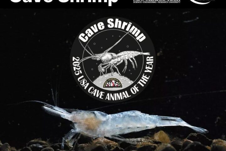 Cave shrimp