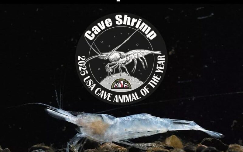 Cave shrimp