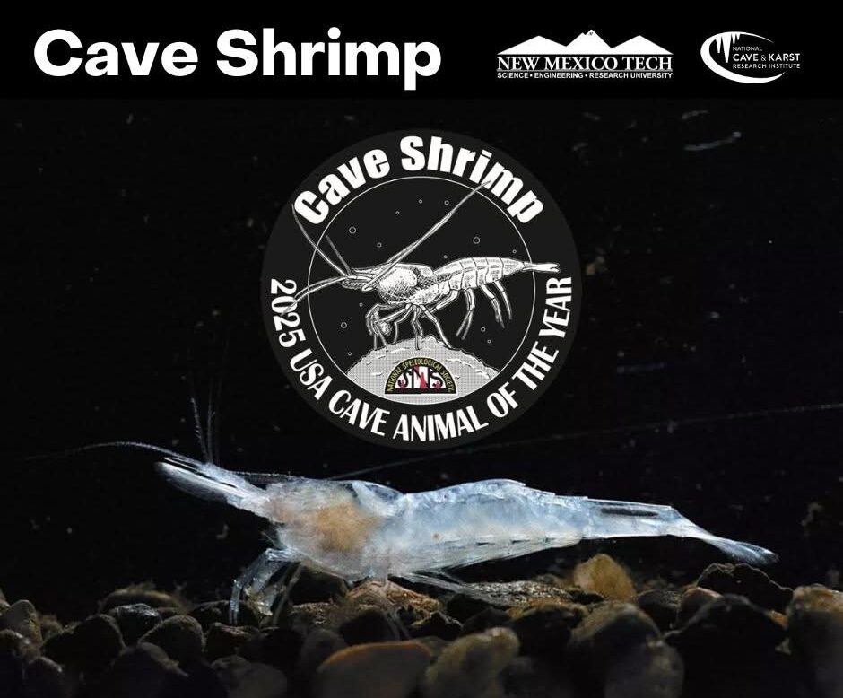 Cave shrimp